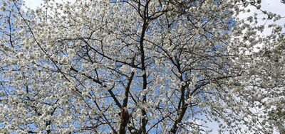 Kirschblüten April 2025